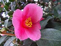 Camellia Japonica (fam. Theacees) (Photo F. Mrugala, Lyon, Parc de la tete d'or) (2)